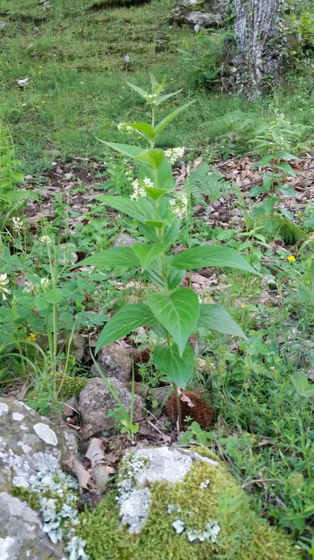 Vincetoxicum hirundinaria (Apocynaceae)